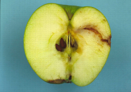 Galerie de carpocapse sur pomme, fruit coupé en deux